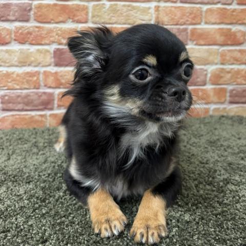 チワワ（ロングコート）