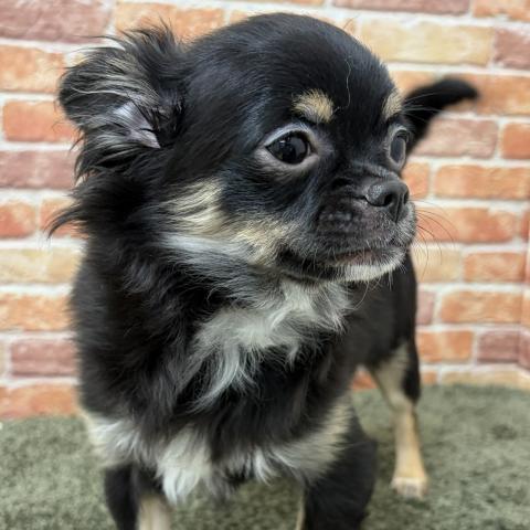 石川県のチワワ(ロング) (ペットアミ 津幡店/2025年9月13日生まれ/男の子/ブラックタンホワイト)の子犬の3枚目の画像