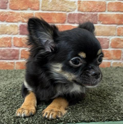 石川県のチワワ(ロング) (ペットアミ 津幡店/2025年9月13日生まれ/男の子/ブラックタンホワイト)の子犬の4枚目の画像