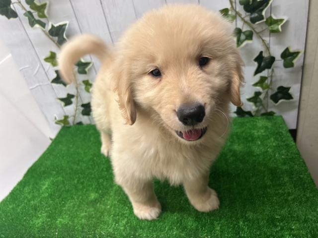 新潟県のゴールデンレトリバー (ペットアミ 新潟西店/2026年1月2日生まれ/男の子/ゴールデン)の子犬の1枚目の画像