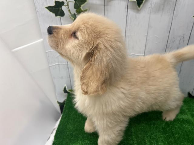 新潟県のゴールデンレトリバー (ペットアミ 新潟西店/2026年1月2日生まれ/男の子/ゴールデン)の子犬の3枚目の画像