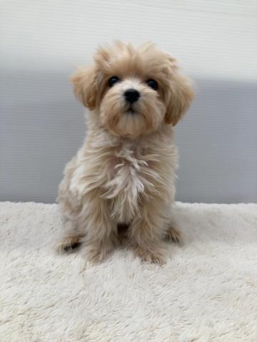 新潟県のマルプー(マルチーズ×プードル) (ペットアミ 新潟西店/2025年12月20日生まれ/女の子/アプリコット)の子犬の1枚目の画像