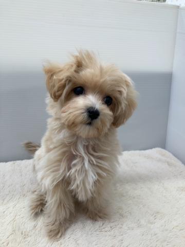 新潟県のマルプー(マルチーズ×プードル) (ペットアミ 新潟西店/2025年12月20日生まれ/女の子/アプリコット)の子犬の2枚目の画像