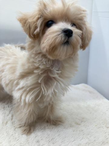 新潟県のマルプー(マルチーズ×プードル) (ペットアミ 新潟西店/2025年12月20日生まれ/女の子/アプリコット)の子犬の4枚目の画像
