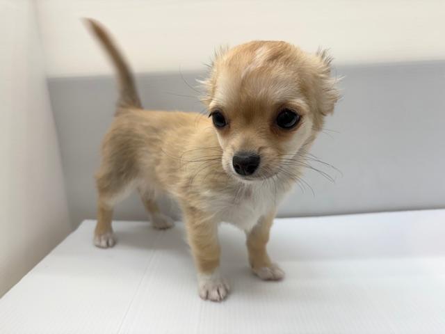 チワワ(ロングコート)