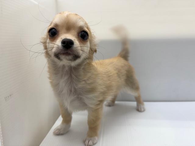 チワワ(ロングコート)