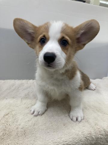 新潟県のウェルシュコーギーペンブローク (ペットアミ 新潟西店/2026年12月20日生まれ/男の子/レッドホワイト)の子犬