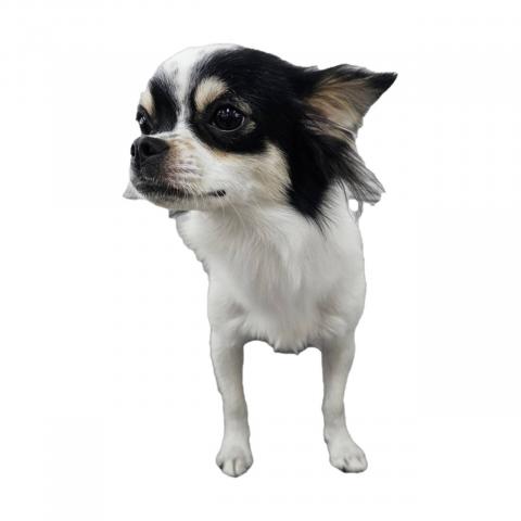 チワワ（ロングコート）