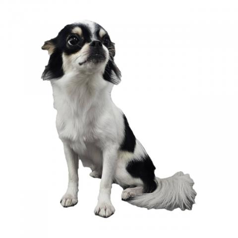 チワワ（ロングコート）