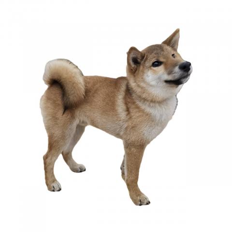 大阪府の柴犬(標準サイズ) (NICO PET Select 和泉中央店/2025年9月6日生まれ/男の子/赤)の子犬の3枚目の画像