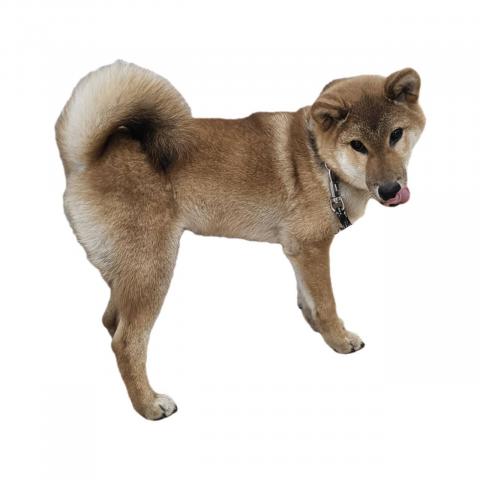 大阪府の柴犬(標準サイズ) (NICO PET Select 和泉中央店/2025年9月6日生まれ/男の子/赤)の子犬の4枚目の画像