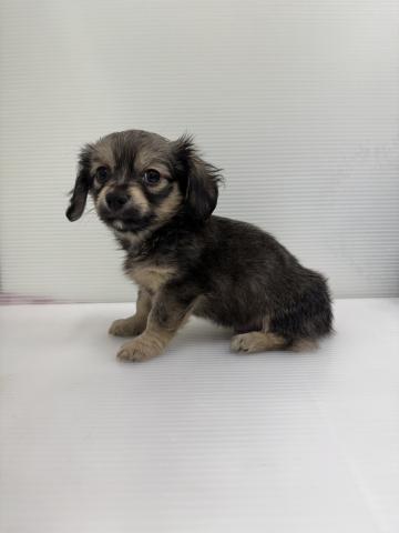 和歌山県のチワックス(チワワ×ダックス) (ペットアミ 紀ノ川店/2026年1月18日生まれ/男の子/フォーン)の子犬の2枚目の画像