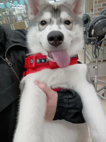 シベリアンハスキー