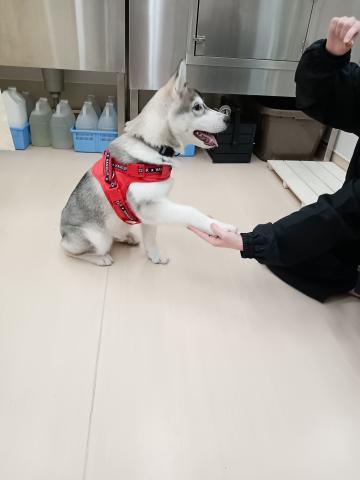 シベリアンハスキー