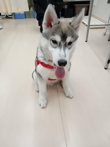 シベリアンハスキー