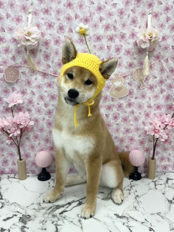 秋田県の柴犬(標準サイズ) (ペットアミ 能代東インター店/2025年11月1日生まれ/男の子/赤)の子犬の3枚目の画像