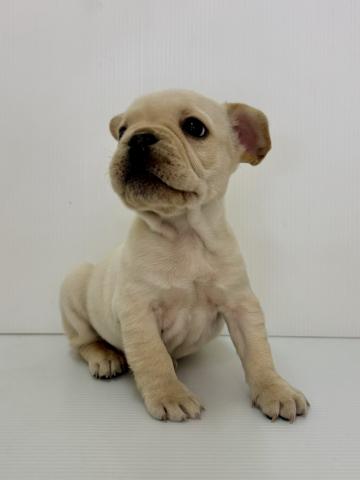 フレンチブルドッグ