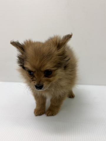 新潟県のハーフ犬・ミックス犬 (ペットアミ 新発田店/2025年9月29日生まれ/女の子/その他色)の子犬の2枚目の画像