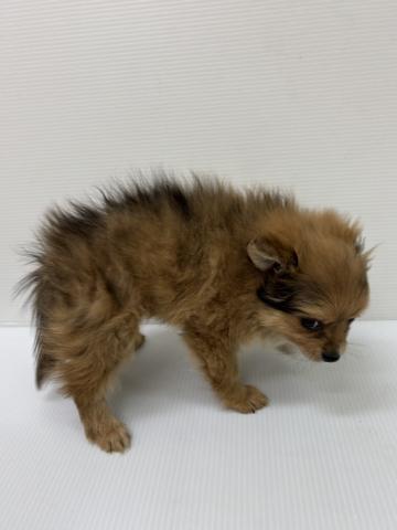 新潟県のハーフ犬・ミックス犬 (ペットアミ 新発田店/2025年9月29日生まれ/女の子/その他色)の子犬の4枚目の画像