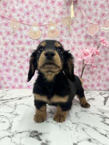 ミニチュアダックスフンド