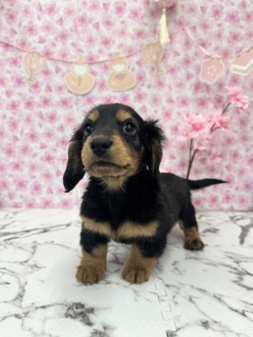 ミニチュアダックスフンド