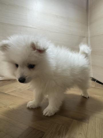 和歌山県の日本スピッツ (ペットアミ 和歌山インター店/2026年1月17日生まれ/男の子/ホワイト)の子犬の2枚目の画像