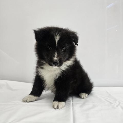 大阪府のシェットランドシープドッグ (NICO PET Select 和泉中央店/2026年1月11日生まれ/男の子/ブラックホワイト)の子犬の2枚目の画像