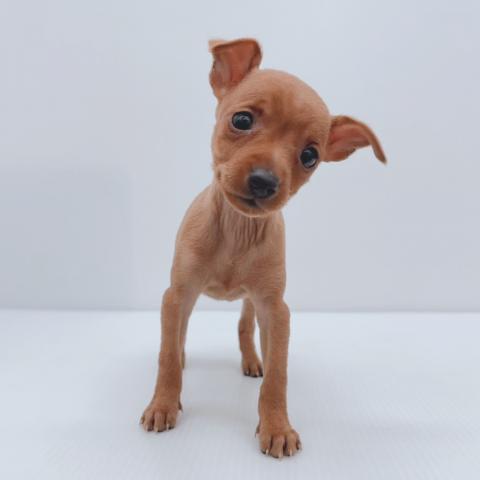 新潟県のミニチュアピンシャー (ペットアミ 新津店/2025年11月5日生まれ/女の子/レッド)の子犬の2枚目の画像