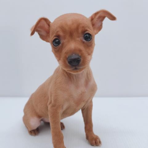 新潟県のミニチュアピンシャー (ペットアミ 新津店/2025年11月5日生まれ/女の子/レッド)の子犬の3枚目の画像