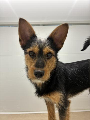 MIXミニチュアシュナウザー×ヨークシャーテリア