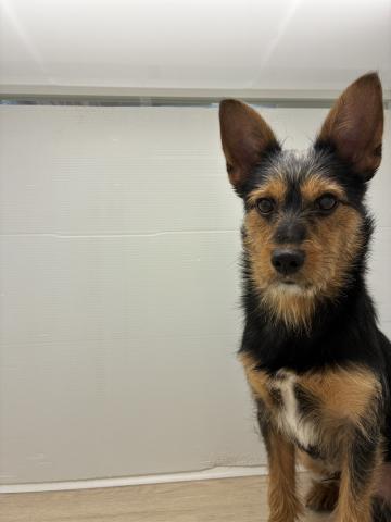 MIXミニチュアシュナウザー×ヨークシャーテリア