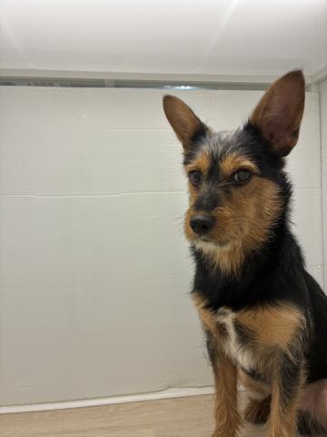 MIXミニチュアシュナウザー×ヨークシャーテリア