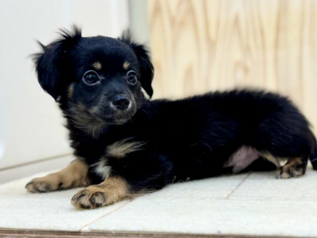 新潟県のチワックス(チワワ×ダックス) (ペットアミ 柏崎店/2026年12月13日生まれ/男の子/ブラックタンホワイト)の子犬の2枚目の画像