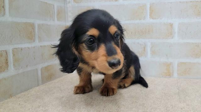 秋田県のミニチュアダックスフンド(ロング) (ペットアミ 大曲店/2025年11月14日生まれ/女の子/ブラックタン)の子犬の2枚目の画像