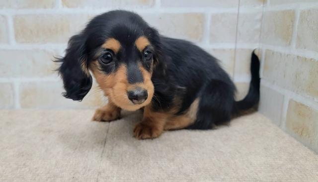 秋田県のミニチュアダックスフンド(ロング) (ペットアミ 大曲店/2025年11月14日生まれ/女の子/ブラックタン)の子犬の3枚目の画像