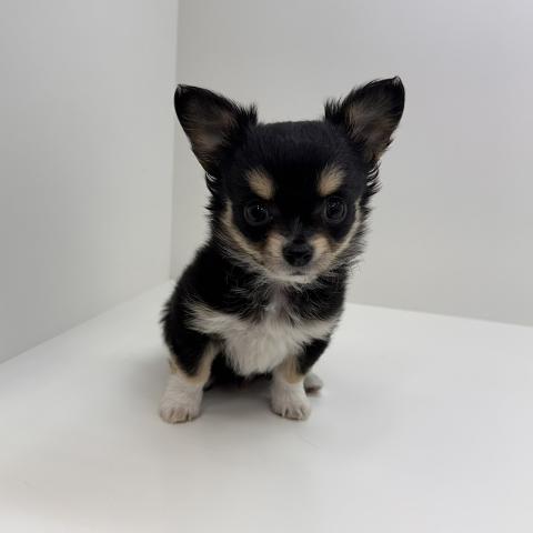 チワワ(ロングコート)