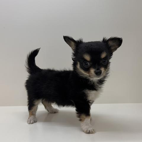 チワワ(ロングコート)