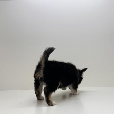 チワワ(ロングコート)