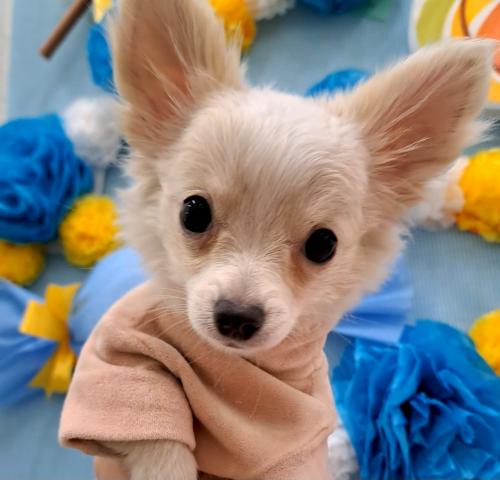 チワワ（ロングコート）