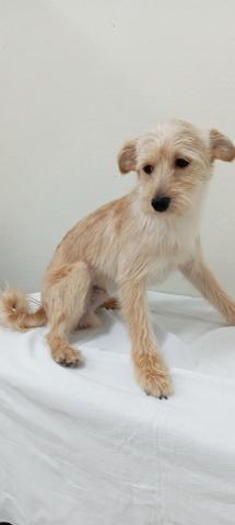 富山県のポメプー(ポメラニアン×プードル) (ペットアミ宮野店/2025年5月22日生まれ/男の子/クリーム)の子犬の1枚目の画像