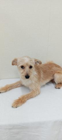 富山県のポメプー(ポメラニアン×プードル) (ペットアミ宮野店/2025年5月22日生まれ/男の子/クリーム)の子犬の2枚目の画像