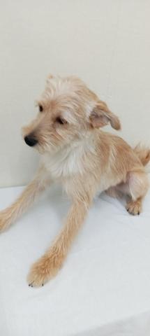 富山県のポメプー(ポメラニアン×プードル) (ペットアミ宮野店/2025年5月22日生まれ/男の子/クリーム)の子犬の3枚目の画像