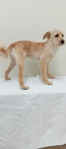 富山県のポメプー(ポメラニアン×プードル) (ペットアミ宮野店/2025年5月22日生まれ/男の子/クリーム)の子犬の4枚目の画像