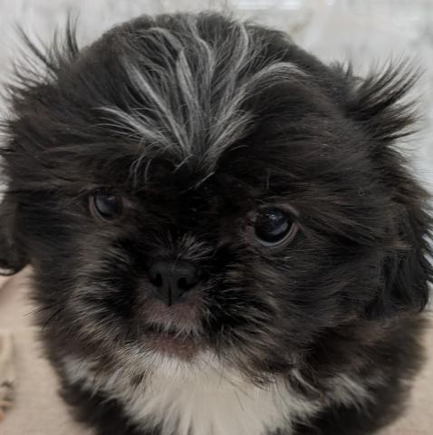 埼玉県のMIXペキニーズ×シー・ズー (NICO PET 三郷店/2025年12月26日生まれ/女の子/ブラック)の子犬の1枚目の画像