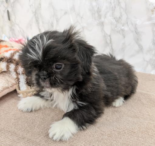 埼玉県のMIXペキニーズ×シー・ズー (NICO PET 三郷店/2025年12月26日生まれ/女の子/ブラック)の子犬の2枚目の画像