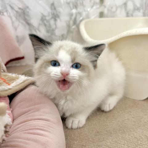 埼玉県のラグドール (NICO PET 三郷店/2025年12月27日生まれ/女の子/シールポイントバイカラー)の子猫の3枚目の画像