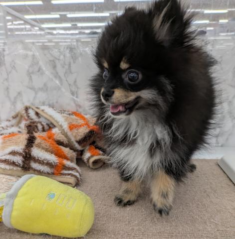 埼玉県のポメラニアン (NICO PET 三郷店/2025年11月23日生まれ/男の子/ブラックタン)の子犬の4枚目の画像