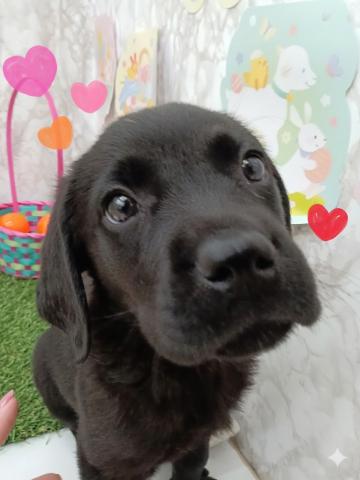 ラブラドールレトリーバー