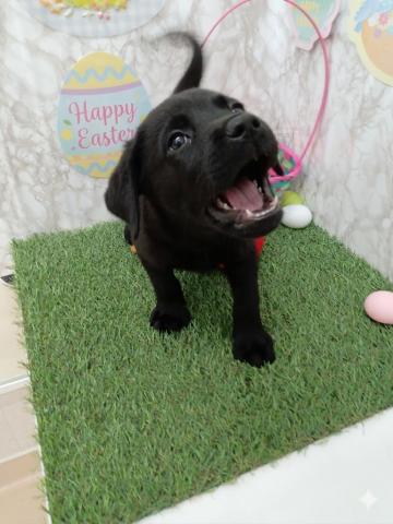 ラブラドールレトリーバー