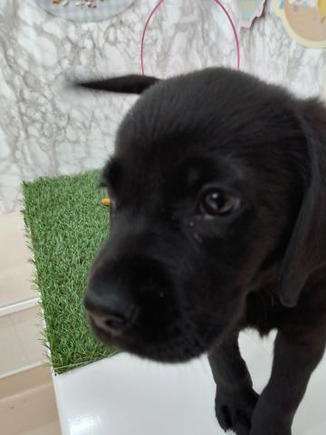 ラブラドールレトリーバー